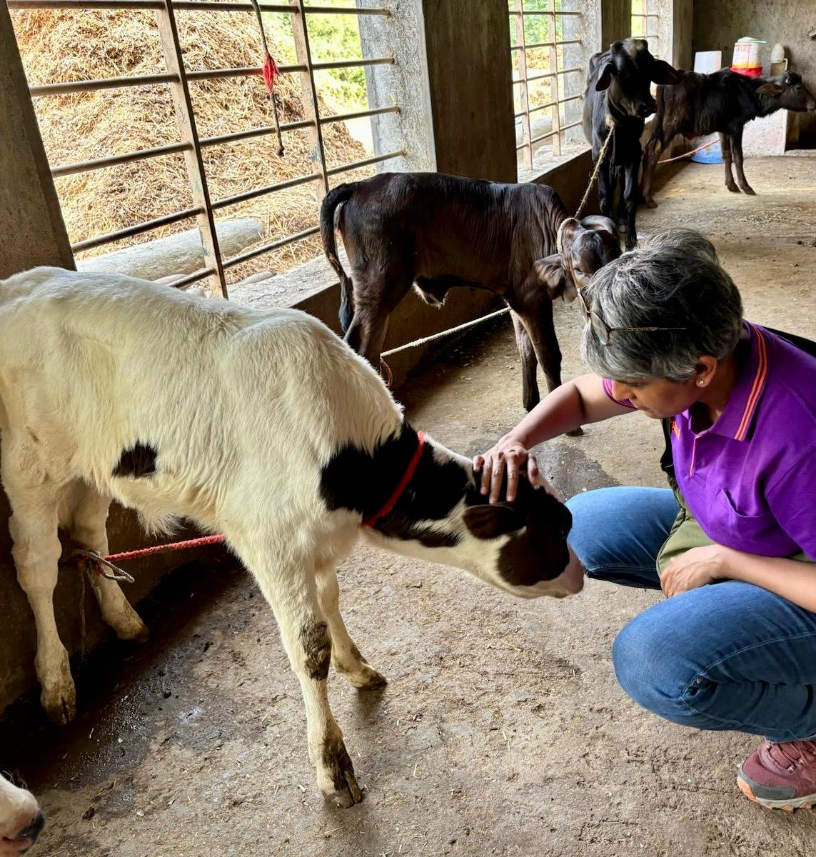 Animal care — healthy calves, healthier milk