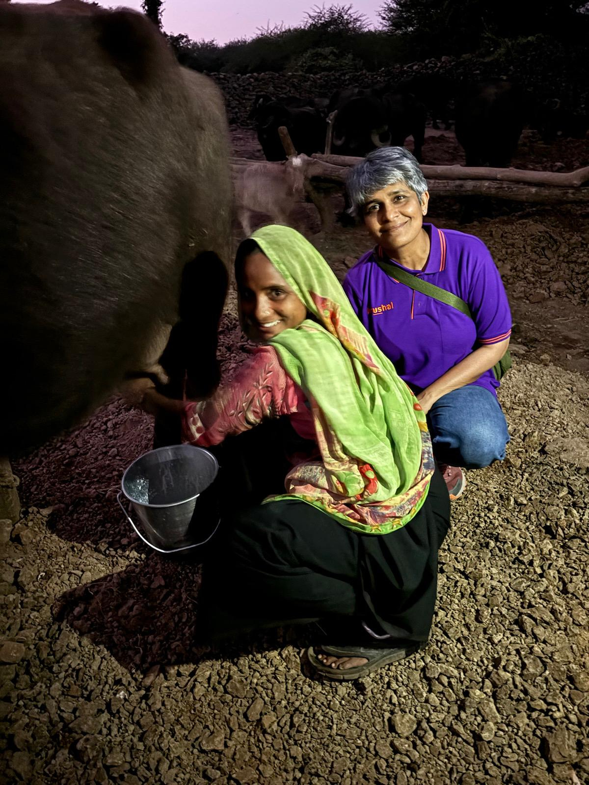 Dairy farmer milking — Gujarat